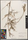 Foto von Salix wilhelmsiana M. Bieb.